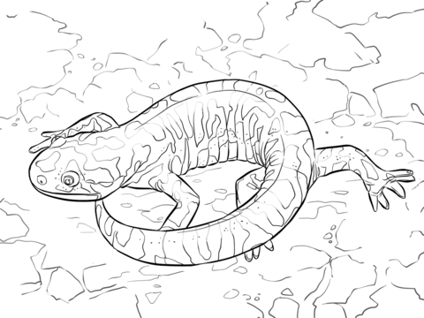 Barred Tiger Salamander Coloring Page